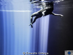 This is taken at a "Cenote" that is 200 ft. deep, the ray... by Ernesto Ortega 